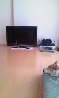 ���܂���TV���n�ׂ�