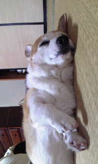 �����L�́M